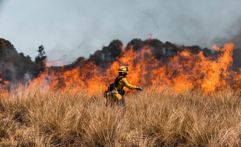 prevención de incendios forestales